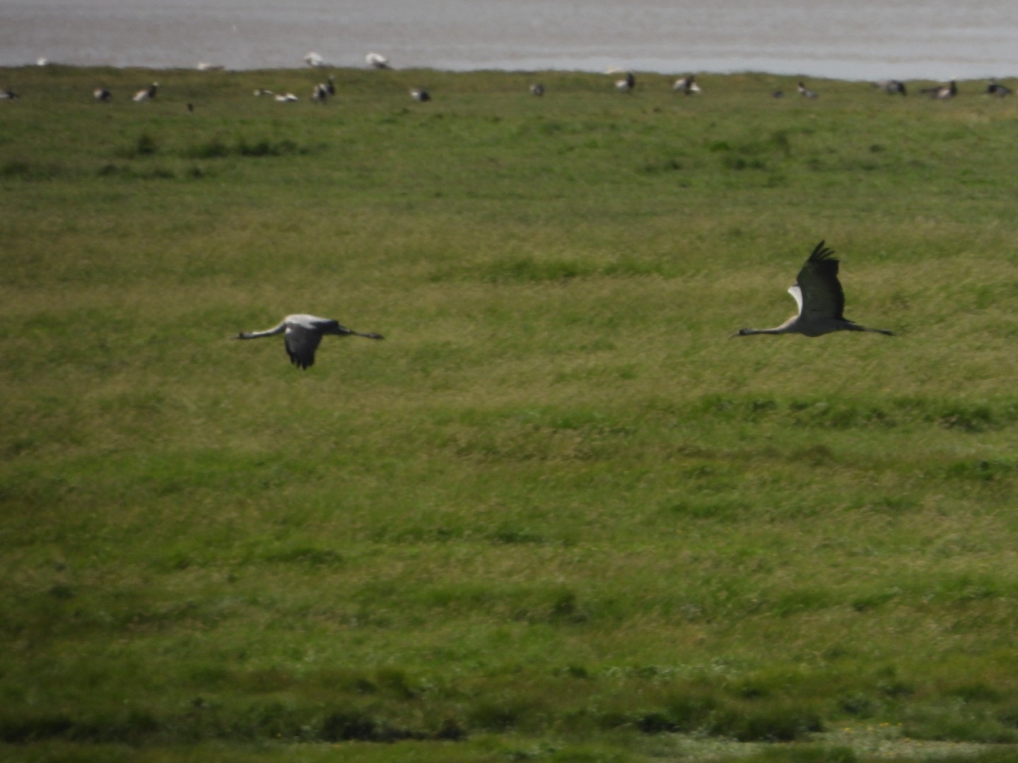 Off with the Birds