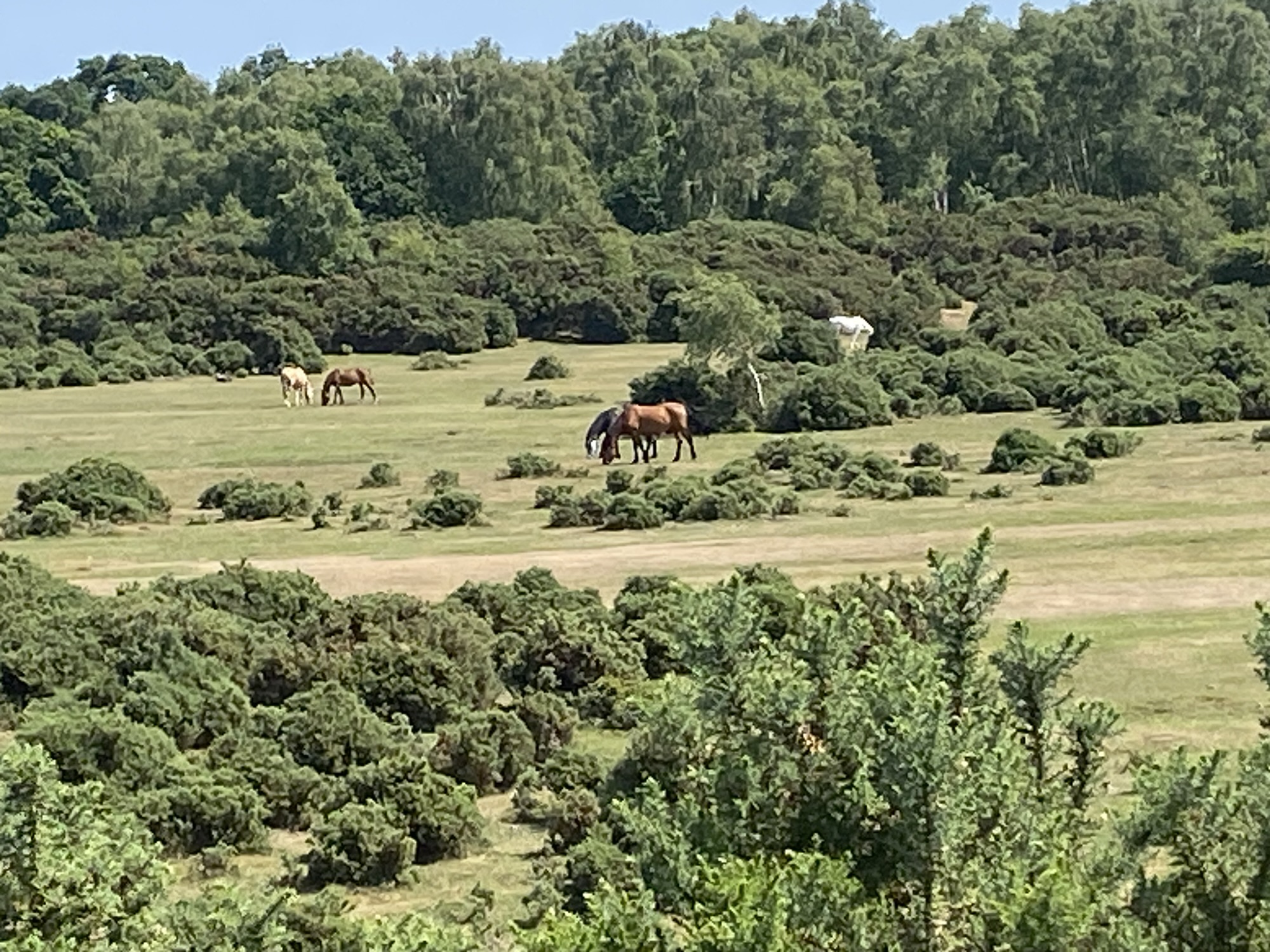 Cycling in the New Forest