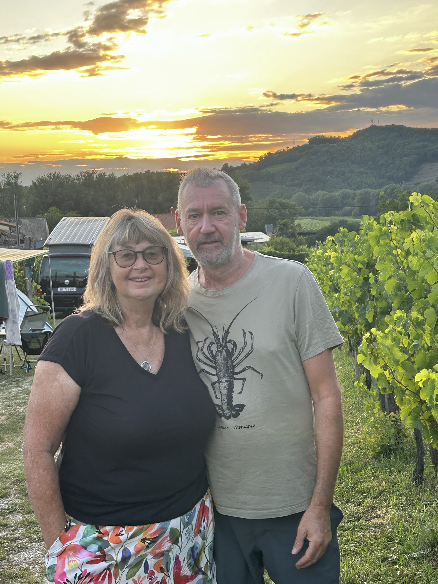 Saksida Vineyard