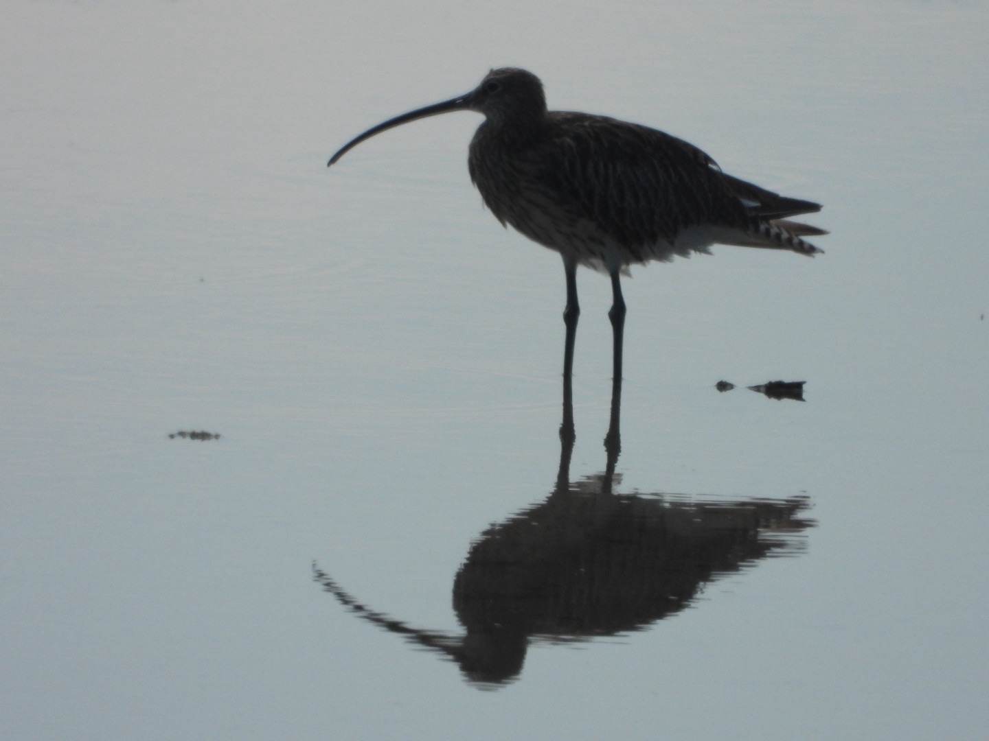 Resort and Bird Day near Grado
