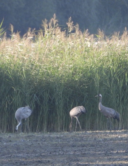 Birds at Milicz