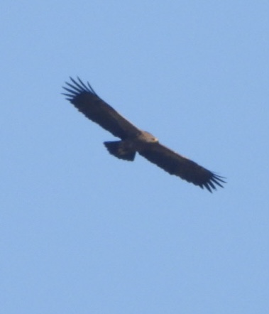 Poleski National Park
