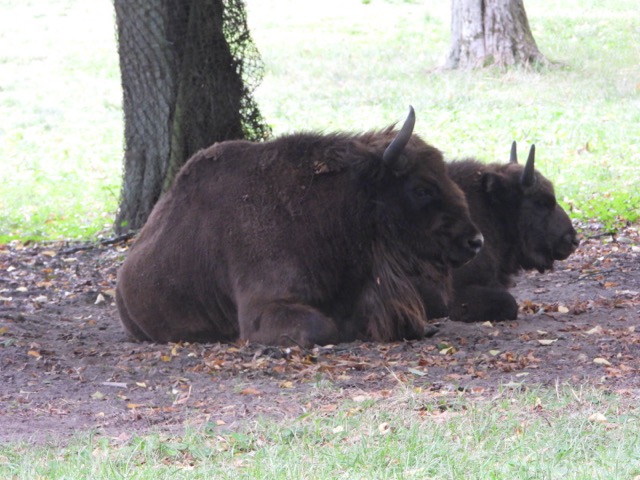 Bialowieza