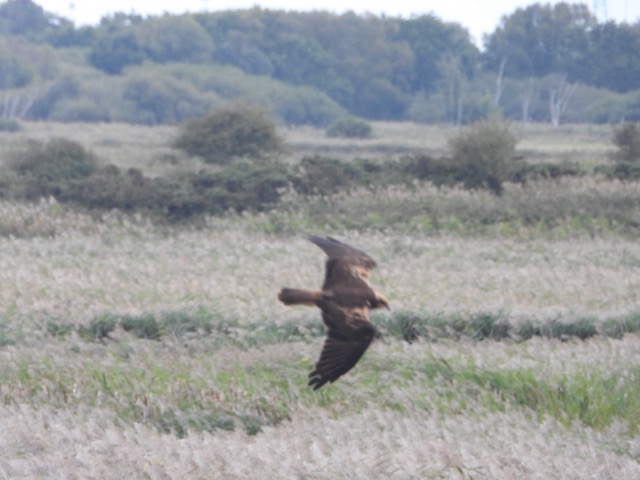 Minsmere