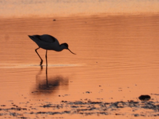 Cley Day 4 – birds and a bushfire 